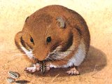 Illustration of Hamster (Mesocricetus auratus) (#0265)