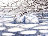 Illustration of Mountain Hare (Lepus timidus) (#0987)