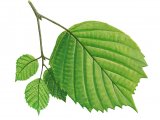 Illustration of Hazel leaves (Corylus avellana) (#2780)