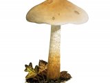 Illustration of Hebeloma laterinum (#3585)