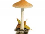Illustration of Hebeloma leucosarx (#3573)