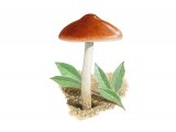Illustration of Hebeloma vaccinum (#3580)