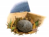 Illustration of Hedgehog (Erinaceus europaeus) (#2415)