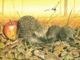 Illustration of Hedgehog (Erinaceus europaeus) Limited Edition Print (#0480)