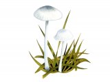 Illustration of Hemimycena mairei (#4066)