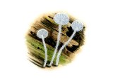 Illustration of Hemimycena tortuosa (Dewdrop Bonnet) (#4062)