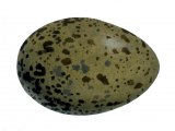 Illustration of Herring Gull egg (Larus argentatus) (#0760)