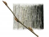 Illustration of Hornbeam (Carpinus betulus) (#2388)