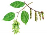 Illustration of Hornbeam (Carpinus betulus) (#4046)