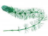Illustration of Common Hornwort (Ceratophyllium demersum ) (#0954)