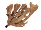 Illustration of Hornwrack (Flustra foliacea) (#3633)
