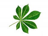 Illustration of Horse Chestnut (Aesculus hippocastanum) (#3218)
