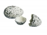 Illustration of House Sparrow hatched egg  (Passer domesticus) (#2429)