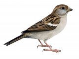 Illustration of House Sparrow juvenile (Passer domesticus) (#1201)