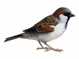 Illustration of House Sparrow male (Passer domesticus) (#1202)