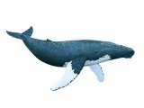 Illustration of Whale - humpbacked (Megaptera novaeangliae) (#1647)