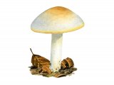 Illustration of Hygrophorus chrysodon (Gold Flecked Woodwax) (#3840)