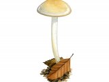 Illustration of Hygrophorus discoxanthus (Yellowing Woodwax) (#3858)