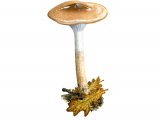 Illustration of Hygrophorus persoonii (#3834)