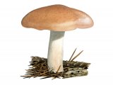 Illustration of Hygrophorus pudorinus (#3846)