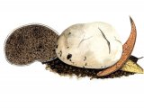 Illustration of Hysterangium album (#1997)