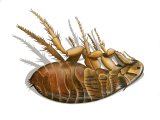 Illustration of Dead Cat Flea (Ctenocerphalides felis) (#4029)