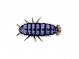 Illustration of Springtail (Neanura muscorum) (#3138)