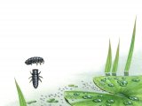 Illustration of Springtail (Podura aquatica) (#3136)