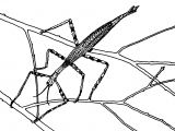 Illustration of Stick Insect (Carausius morosus) (#3139)