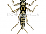 Illustration of Stonefly larvae (Leuctra geniculata (#2567)
