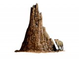 Illustration of Termite Mound & Spotted Hyena (#0575)