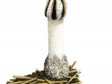 Illustration of Lysurus cruciatus  (#1934)