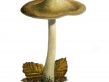 Illustration of Inocybe corydalina (Greenflush Firecap) (#3462)