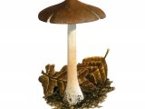 Illustration of Inocybe napipes (Bulbous Fibrecap) (#3533)