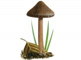 Illustration of Inocybe pusia (#3536)