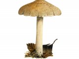 Illustration of Inocybe sindonia (#3541)