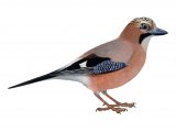Illustration of Jay (Garrulus glandarius) (#0822)