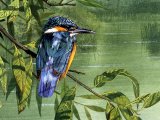 Illustration of Kingfisher (Alcedo atthis) (#1166)