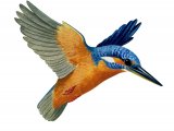 Illustration of Kingfisher (Alcedo atthis) (#3177)