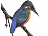 Illustration of Kingfisher (Alcedo atthis) (#3185)