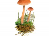 Illustration of Laccaria pumila (#4004)