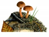 Illustration of Laccaria tortilis (Twisted Deceiver) (#3994)