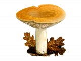Illustration of Lactarius acerrimus (#1907)