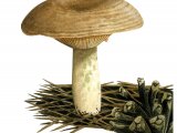 Illustration of Lactarius quieticolor (#3505)