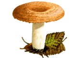 Illustration of Lactarius torminosus (Woolly Milkcap) (#1926)