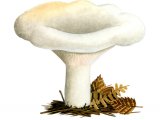 Illustration of Lactarius vellereus (Fleecy MIlkcap) (#1930)