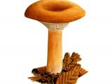 Illustration of Lactarius volemus (Fishy Milkcap) (#1933)