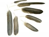 Illustration of Lammergeyer feathers (Gypaetus barbatus) (#1767)