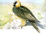 Illustration of Lammergeyer or Bearded Vulture (Gypaetus barbatus) (#1759)