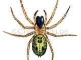 Illustration of Large Lace-web Spider (Amaurobius similis) (#4681)